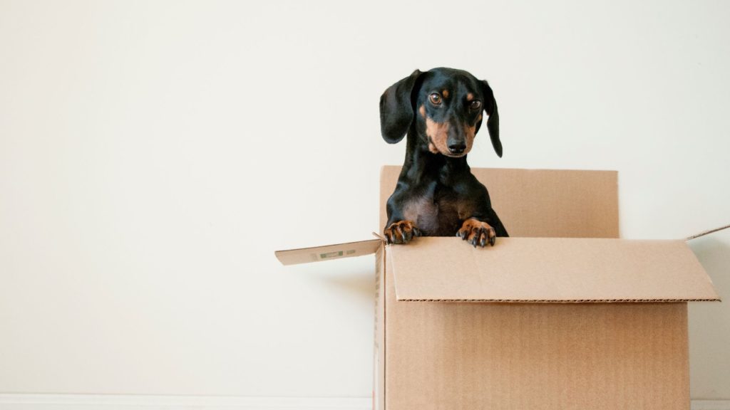 dog in a box out of the bedroom - home cleaning tips to help reduce asthma